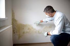 Best Emergency Mold Remediation  in Hornell, NY